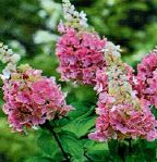'Pinky Winky'